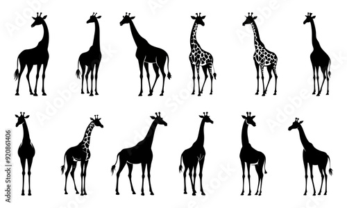 Set of giraffe silhouette vector illustration