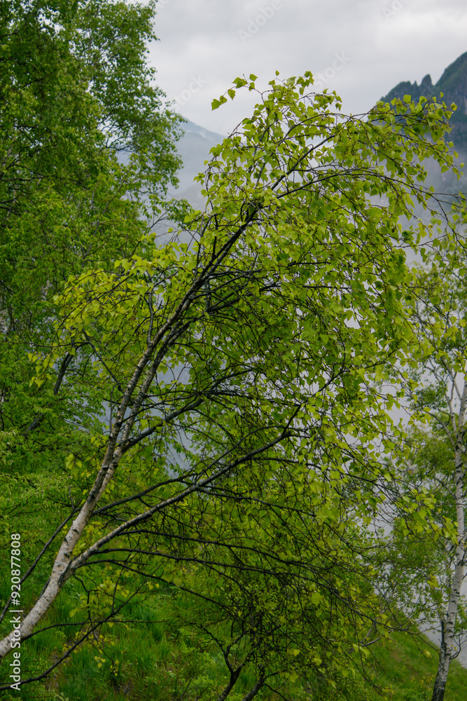 Fototapeta premium albero verde obliquo sulla montagna