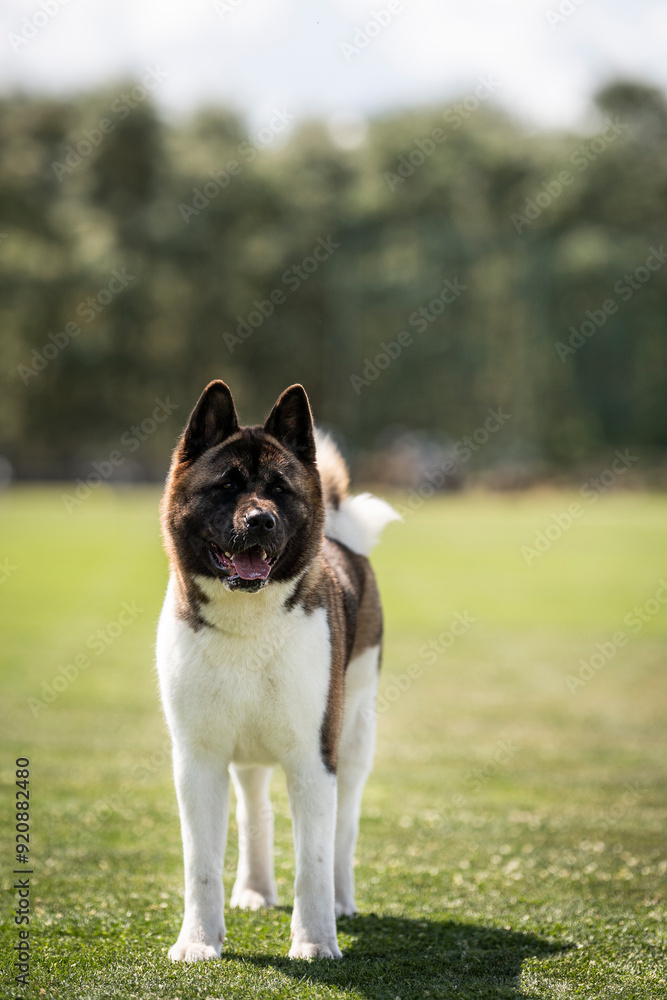 American Akita dog breed amazing portrait