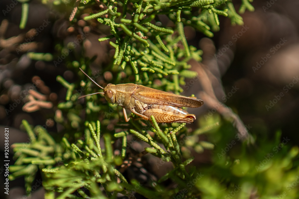 grasshopper on the grass grasshopper on the grass