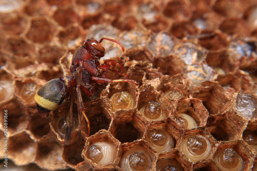 Ants hunt and kill larva of a termite on the ground.
Ants hunt and kill larva of a termite on the ground.