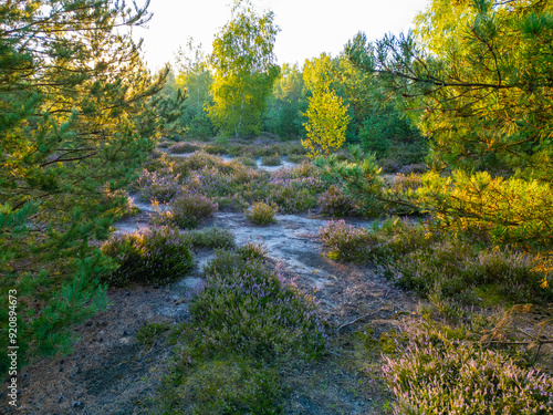 Heath during sunrise, with blooming heather on the heath bathed in bright sunlight, located in Mostowka, Poland.