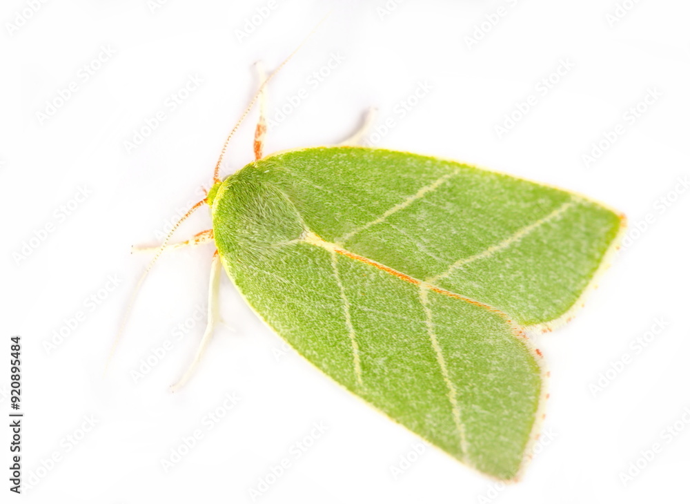 Pseudoips prasinana, green silver-lines moth isolated on white