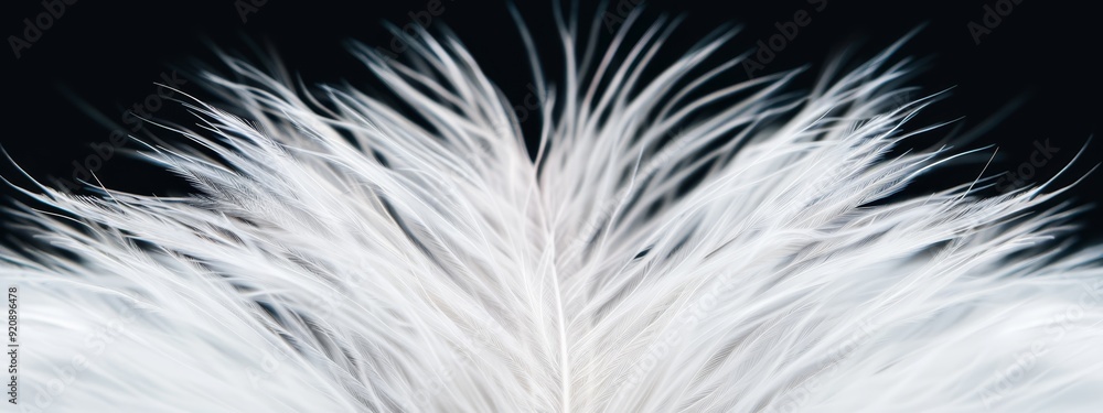 Fototapeta premium A tight shot of a pristine white feather against a black backdrop, superimposed with a softly blurred image of a white bird's tail