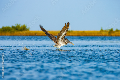 A brown pelican feeding in water, Bayou Thunder Von Tranc, Grand Isle, Louisiana