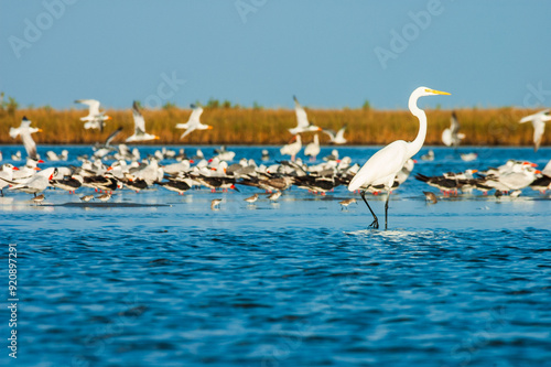 Great egret in foreground with terns, skimmers and other birds on Bayou Thunder Von Tranc, Grand Isle,Louisiana photo