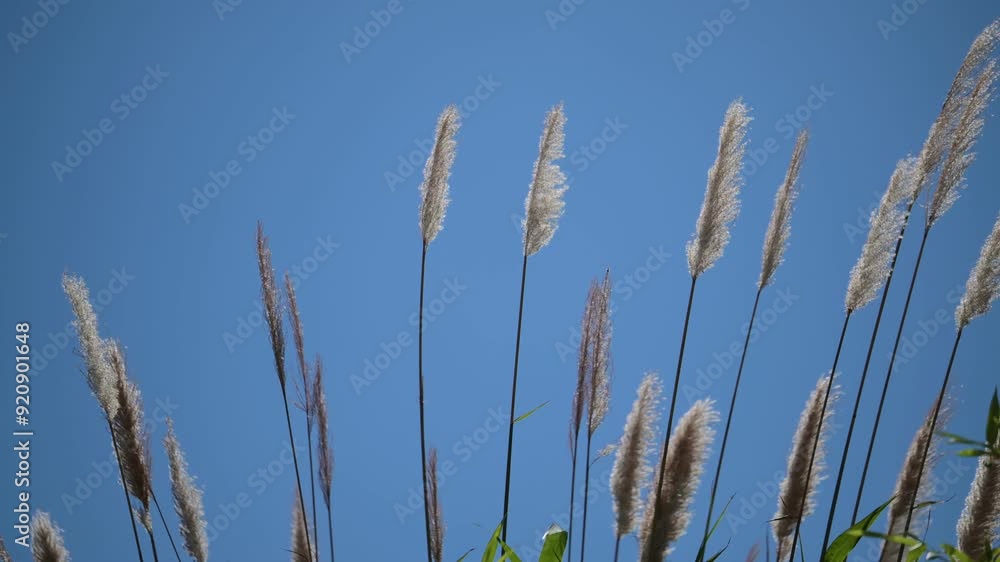 reed against blue sky reed against blue sky