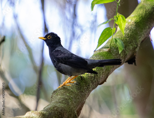 bird on a branch photo