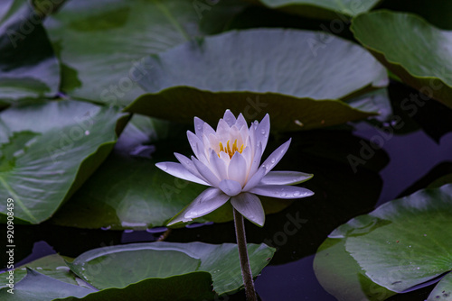 雨上がりの睡蓮2024夏