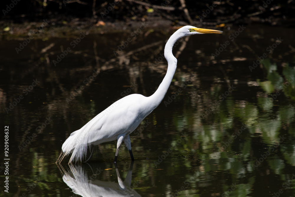 Fototapeta premium white egret