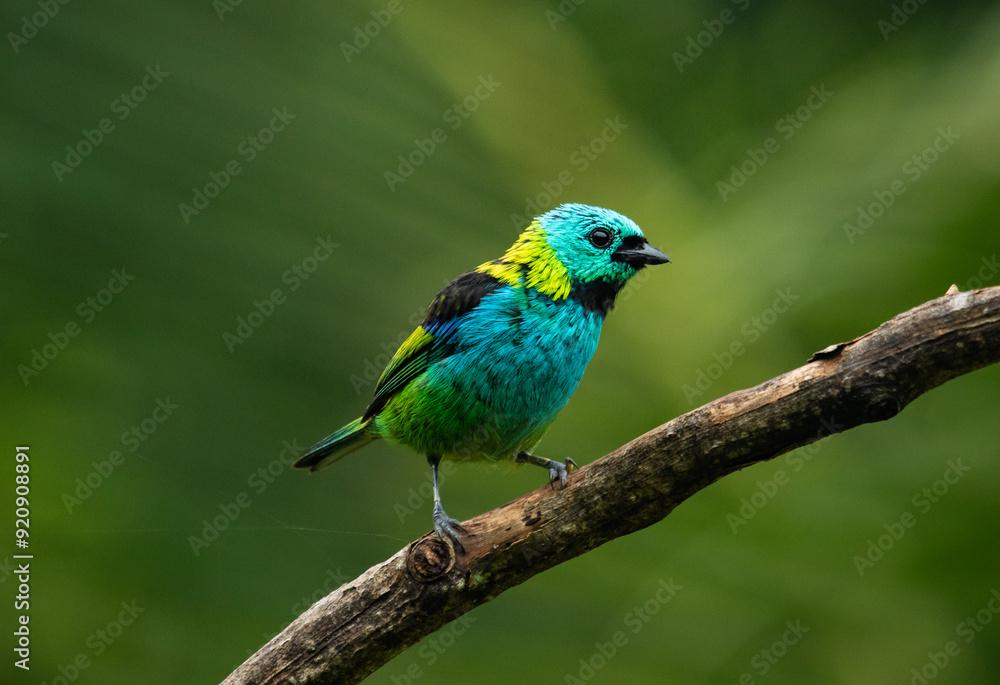 Obraz premium tropical bird