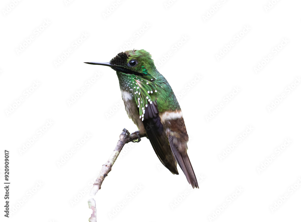 Fototapeta premium hummingbird isolated