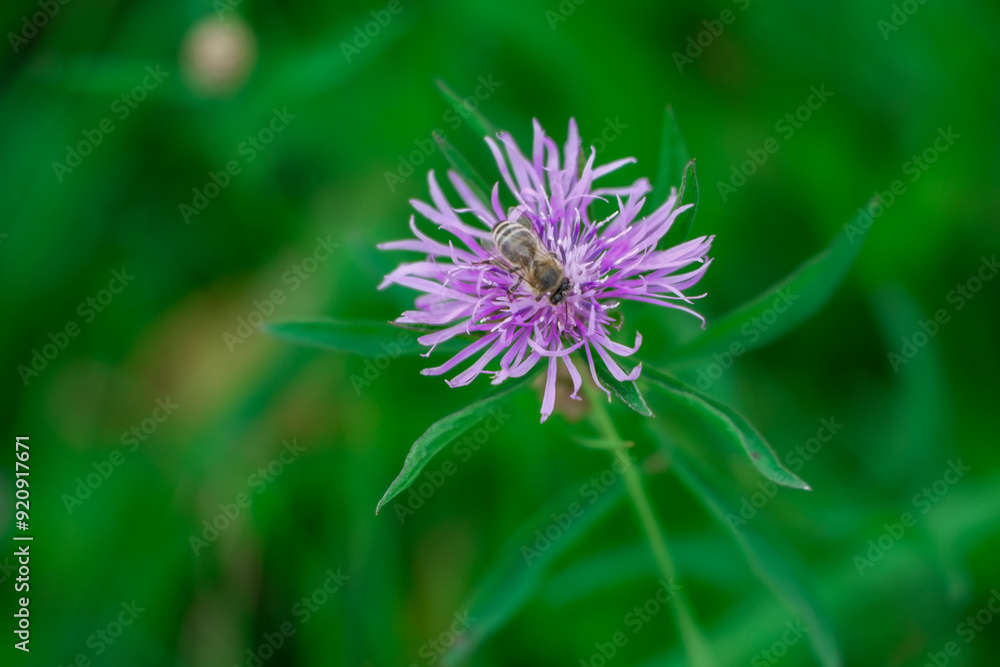 Brown Knapweed macro photo in nature (Centaurea jacea). Lilac wildflower. Honey flowers. Preservation of bee populations Brown Knapweed macro photo in nature (Centaurea jacea). Lilac wildflower. Honey flowers. Preservation of bee populations