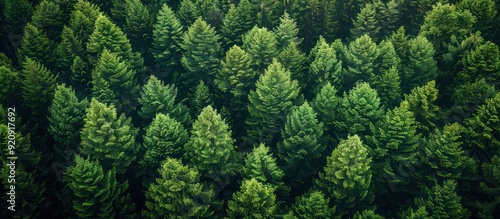 Aerial View of a Lush Evergreen Forest