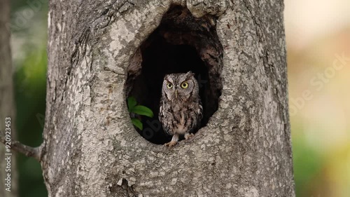 Eastern screech owl in Florida 