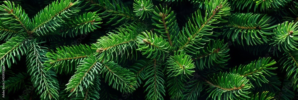 A closeup of vibrant green pine branches beautifully showcases their needlelike leaves and lush texture, making it perfect for nature enthusiasts and enhancing the charm of seasonal home decor A closeup of vibrant green pine branches beautifully showcases their needlelike leaves and lush texture, making it perfect for nature enthusiasts and enhancing the charm of seasonal home decor