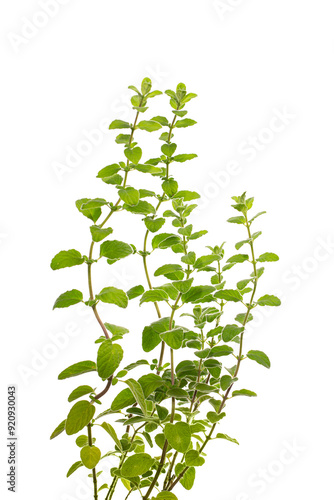 Wallpaper Mural Oregano Herb Isolated on White background Torontodigital.ca
