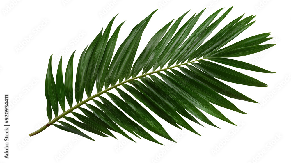 Fototapeta premium Tropical palm leaves isolated on white background 