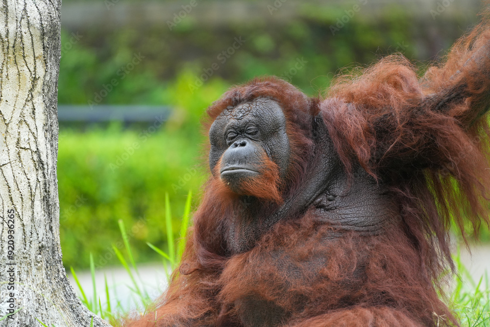 Fototapeta premium Borneo orangutan 
