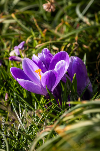 Spring flowers in the garden