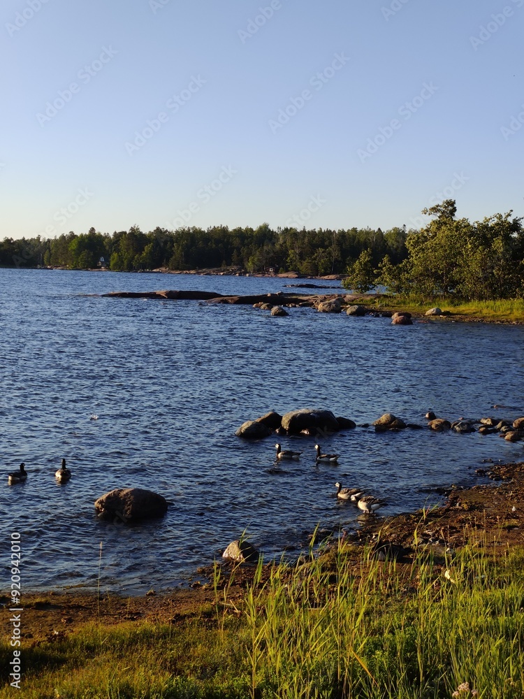 Bay of Baltic sea, small stony coast, Finnish beach with Canadian geese on a sunny Scandinavian summer evening in Finland Bay of Baltic sea, small stony coast, Finnish beach with Canadian geese on a sunny Scandinavian summer evening in Finland