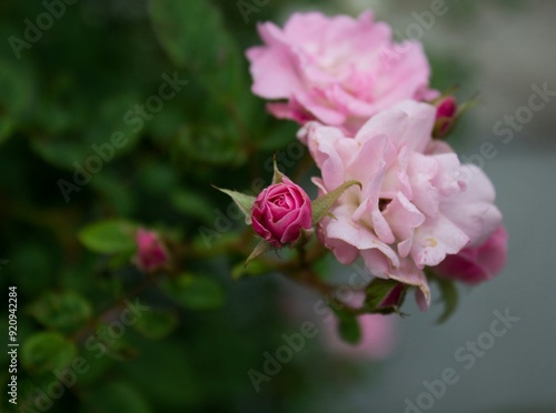 Rosa violeta floreciendo