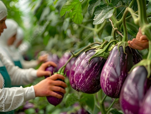 Farmers harvesting fresh eggplants in a lush greenhouse during the growing season