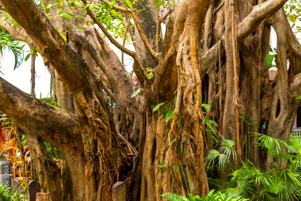 Huge beautiful Banyan Ficus Benjamina Fig tree Playa del Carmen Mexico. Huge beautiful Banyan Ficus Benjamina Fig tree Playa del Carmen Mexico.