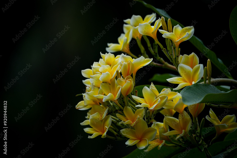 yellow flower yellow flower