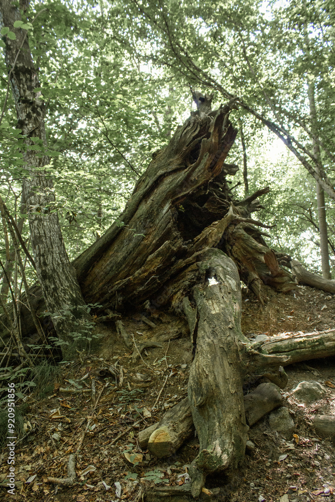 Obraz premium tronco spezzato