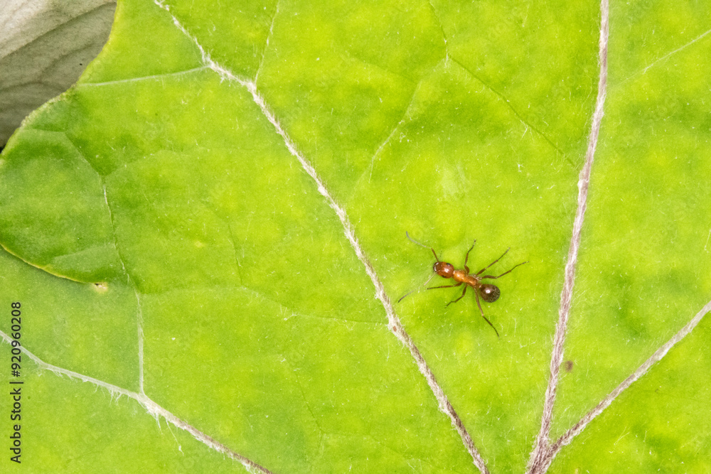 red and brown ant on a bright green leaf with copy space. red and brown ant on a bright green leaf with copy space.