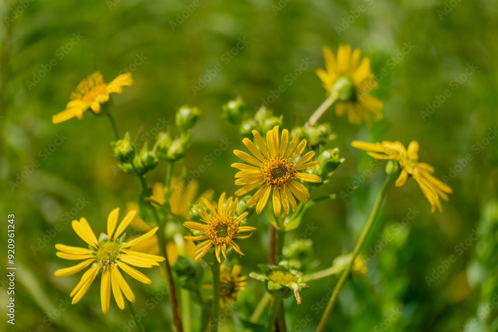 Yellow Compass Plant Flowers Growing In The Native Plant Garden In Summer In De Pere, Wisconsin Yellow Compass Plant Flowers Growing In The Native Plant Garden In Summer In De Pere, Wisconsin