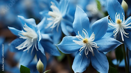 Beautiful Colorado Blue Columbine flowers at full bloom in the Spring  photo