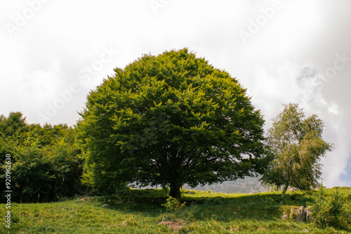 albero maestoso verde photo