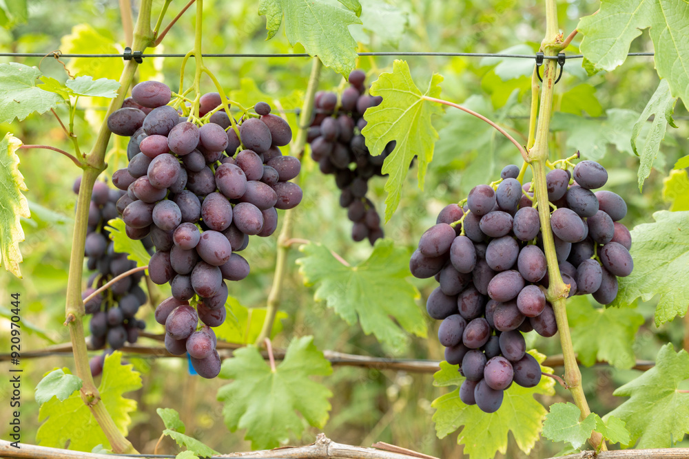 Large bunches of blue ripe grapes on vines Large bunches of blue ripe grapes on vines