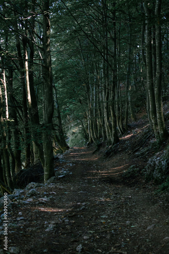 Obraz premium sentiero alberato buio