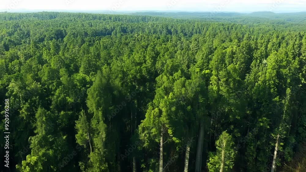 Experience the beauty of a vast forest filled with tall trees under soft morning light, showcasing nature's tranquility and lush greenery. Experience the beauty of a vast forest filled with tall trees under soft morning light, showcasing nature's tranquility and lush greenery.