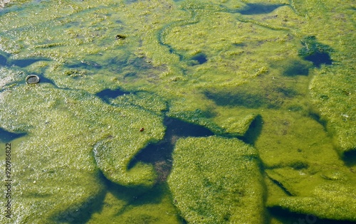 Dense algae bloom on sea water surface isolated on horizontal full frame background. photo