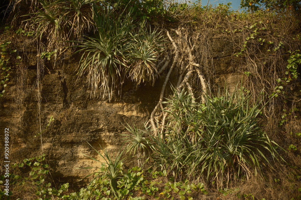 The roots of natural Pandanus tectorius trees that extend out from cliff edges and help reduce erosion The roots of natural Pandanus tectorius trees that extend out from cliff edges and help reduce erosion