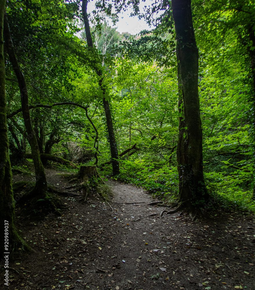 Obraz premium Hidden Path in a Cornish Woodland.