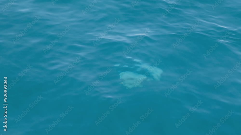 transparent turquoise water sea water with waves from a boat, shooting from a boat on the move, top view, slow motion transparent turquoise water sea water with waves from a boat, shooting from a boat on the move, top view, slow motion