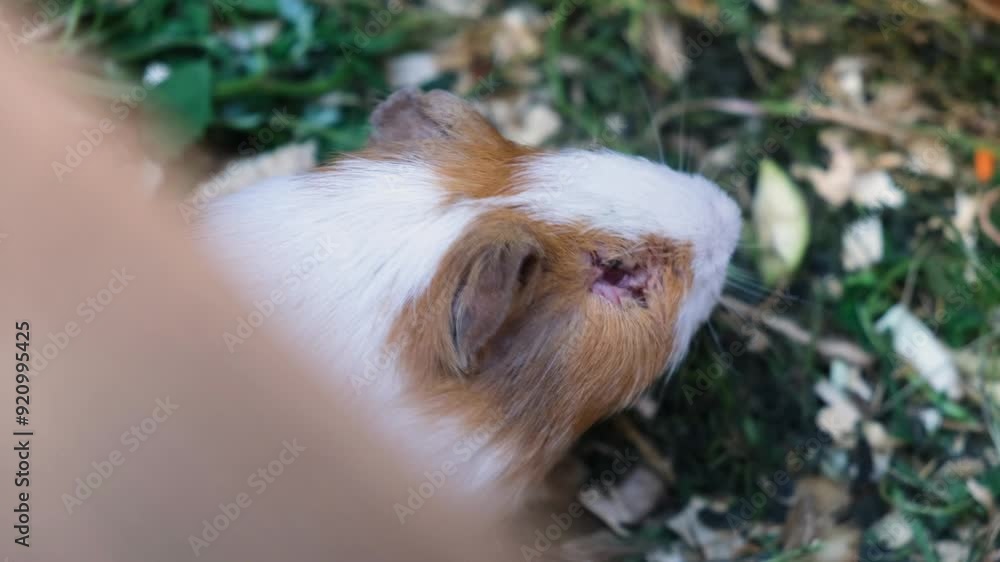 animal with scar on eye close up, guinea pig with laceration on eye, sick guinea pig in pen, rodent fighter animal with scar on eye close up, guinea pig with laceration on eye, sick guinea pig in pen, rodent fighter