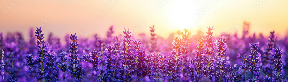 Fototapeta premium Beautiful lavender field in full bloom during sunset with vibrant colors and a warm, serene atmosphere that evokes peace and tranquility.
