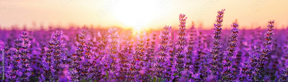 Obraz premium A beautiful lavender field bathed in the warm glow of a setting sun, capturing the tranquility and natural beauty of the scene.