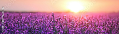 Vibrant lavender field in full bloom under a golden sunset, creating a serene and picturesque landscape perfect for backgrounds and nature themes.