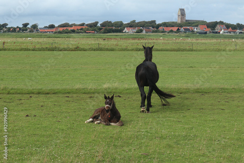 horses in the field