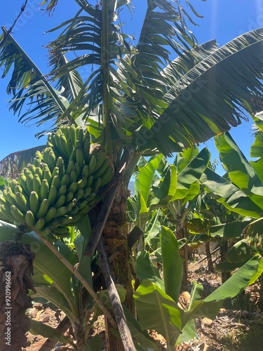 banana tree
