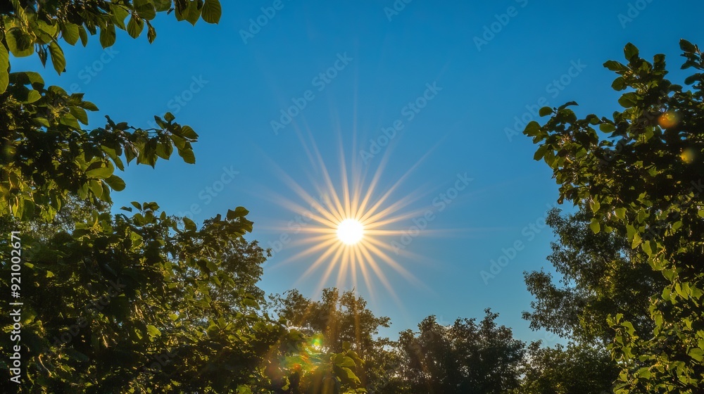 Fototapeta premium sun shining through trees