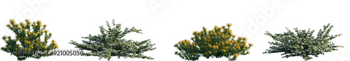 Set of Leucospermum cordifolium (ornamental pincushion and bobbejaanklou) and Correa alba (commonly known as white correa) frontal shrub isolated png on a transparent background perfectly cutout  photo