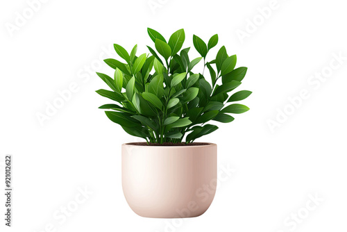 A vibrant green plant in a stylish pot, perfect for home decor and adding a touch of nature to indoor spaces. photo